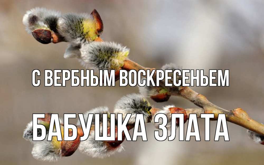 Открытка на каждый день с именем, Бабушка-Злата С вербным воскресеньем Верба Прикольная открытка с пожеланием онлайн скачать бесплатно 