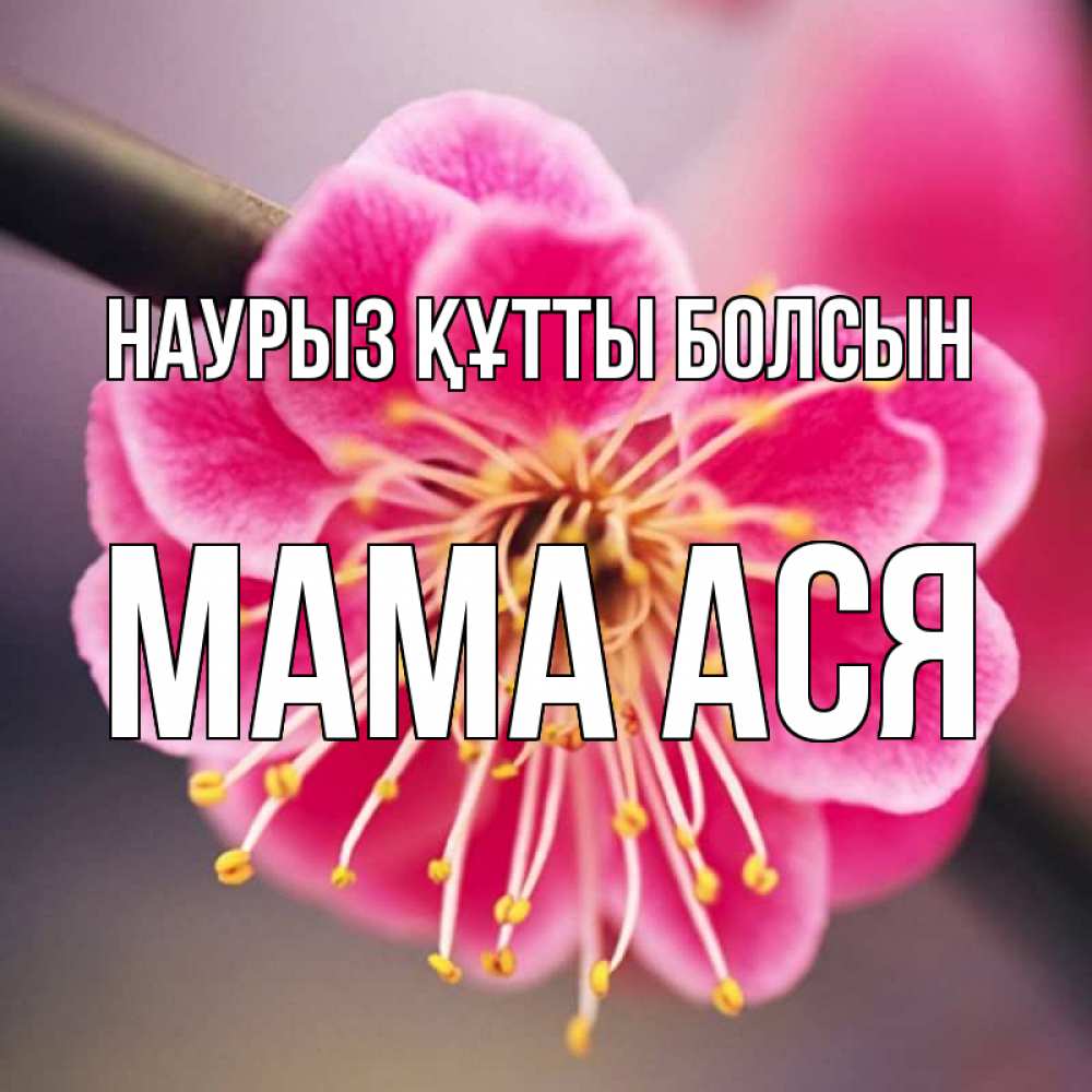 Открытка на каждый день с именем, Мама-Ася Наурыз құтты болсын цветы Прикольная открытка с пожеланием онлайн скачать бесплатно 