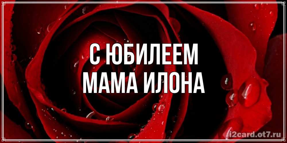 Открытка на каждый день с именем, Мама-Илона С юбилеем крупная бордовая роза Прикольная открытка с пожеланием онлайн скачать бесплатно 