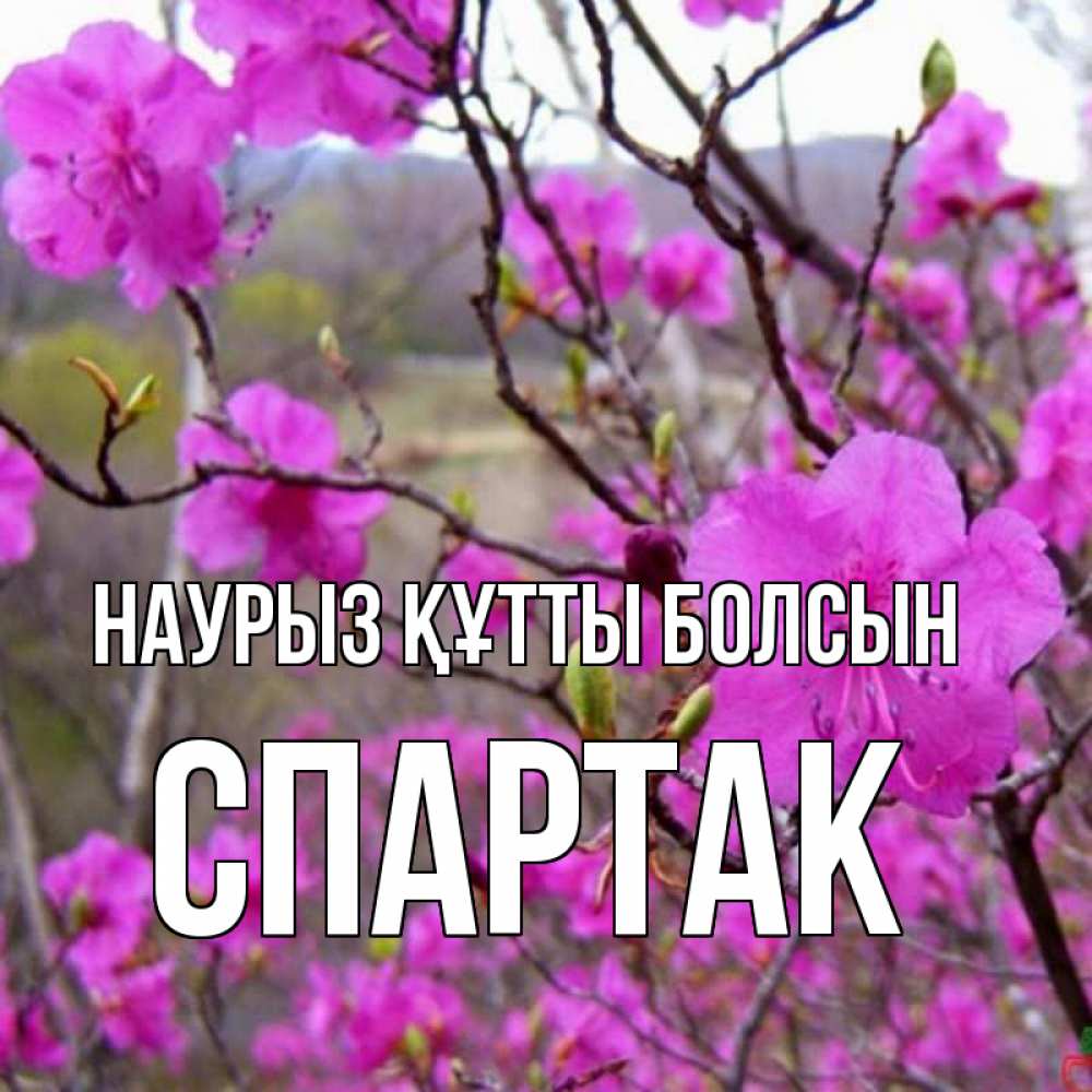 Открытка на каждый день с именем, Спартак Наурыз құтты болсын наурыз мейрамы кутты болсын Прикольная открытка с пожеланием онлайн скачать бесплатно 