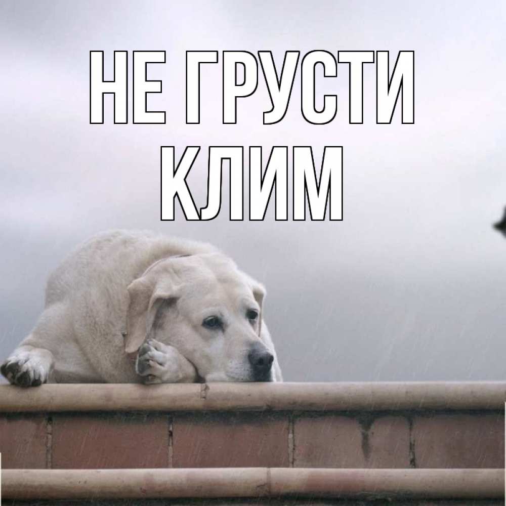 Открытка на каждый день с именем, Клим Не грусти белый пес 1 Прикольная открытка с пожеланием онлайн скачать бесплатно 