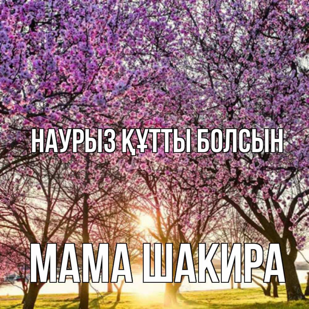 Открытка на каждый день с именем, Мама-Шакира Наурыз құтты болсын наурыз Прикольная открытка с пожеланием онлайн скачать бесплатно 