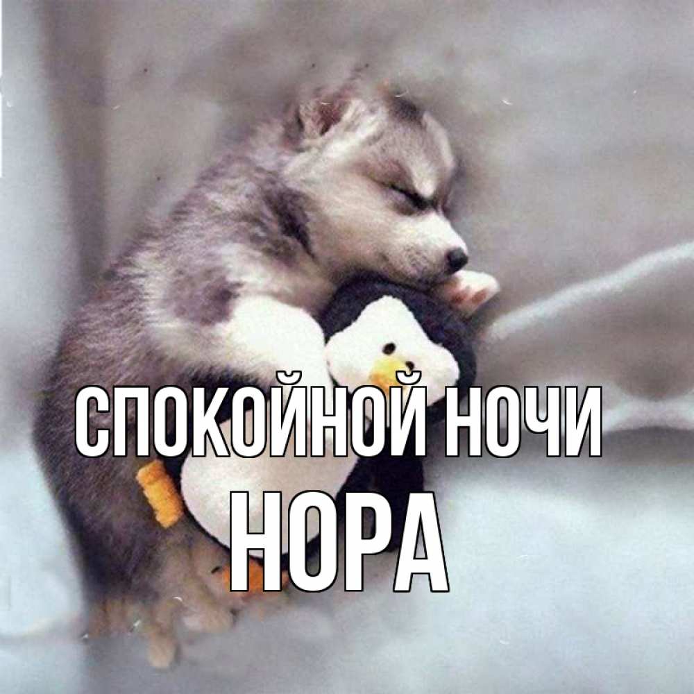 Открытка на каждый день с именем, Нора Спокойной ночи обнимашки щенка и пингвина Прикольная открытка с пожеланием онлайн скачать бесплатно 