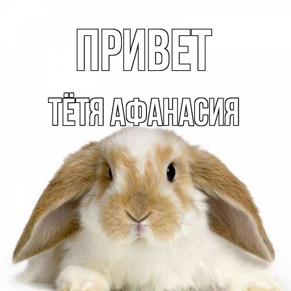 Открытка на каждый день с именем, Тётя-Афанасия Привет с животными Прикольная открытка с пожеланием онлайн скачать бесплатно 