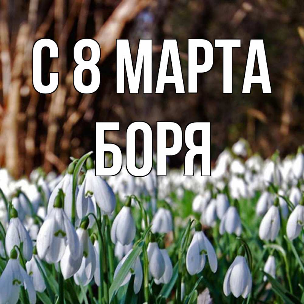 Открытка на каждый день с именем, Боря С 8 марта с подснежниками 1 Прикольная открытка с пожеланием онлайн скачать бесплатно 