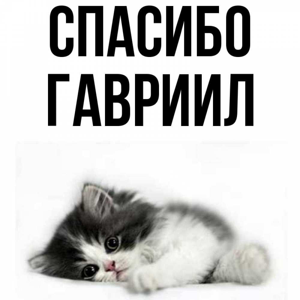 Открытка на каждый день с именем, Гавриил Спасибо черный и белый кот Прикольная открытка с пожеланием онлайн скачать бесплатно 