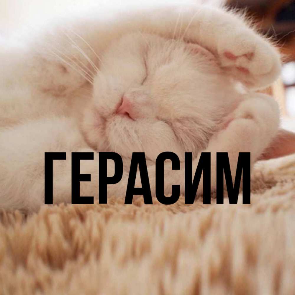 Открытка на каждый день с именем, Герасим Главная Котенок спит Прикольная открытка с пожеланием онлайн скачать бесплатно 