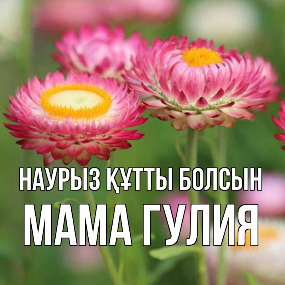 Открытка на каждый день с именем, Мама-Гулия Наурыз құтты болсын подарок на международный женский день Прикольная открытка с пожеланием онлайн скачать бесплатно 