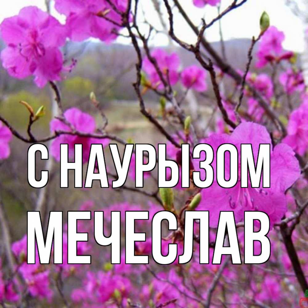 Открытка на каждый день с именем, Мечеслав С наурызом праздник весны наурыз Прикольная открытка с пожеланием онлайн скачать бесплатно 