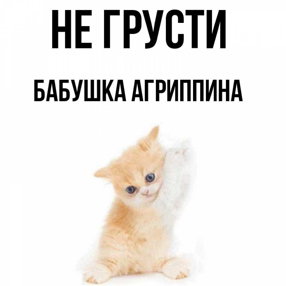 Открытка на каждый день с именем, Бабушка-Агриппина Не грусти просящий кот Прикольная открытка с пожеланием онлайн скачать бесплатно 