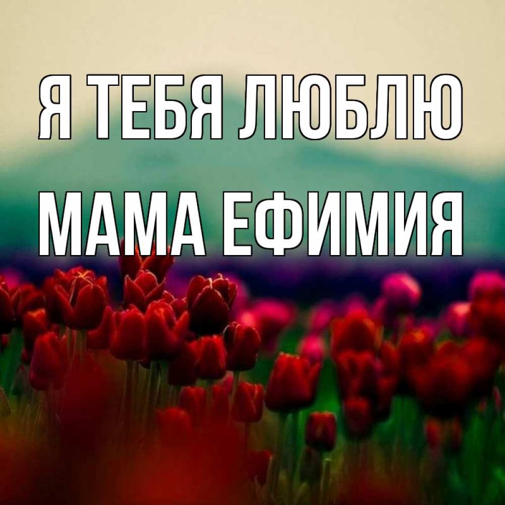 Открытка на каждый день с именем, Мама-Ефимия Я тебя люблю тюльпаны 4 Прикольная открытка с пожеланием онлайн скачать бесплатно 