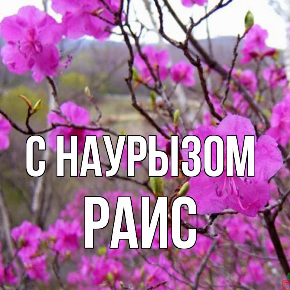 Открытка на каждый день с именем, Раис С наурызом праздник весны наурыз Прикольная открытка с пожеланием онлайн скачать бесплатно 