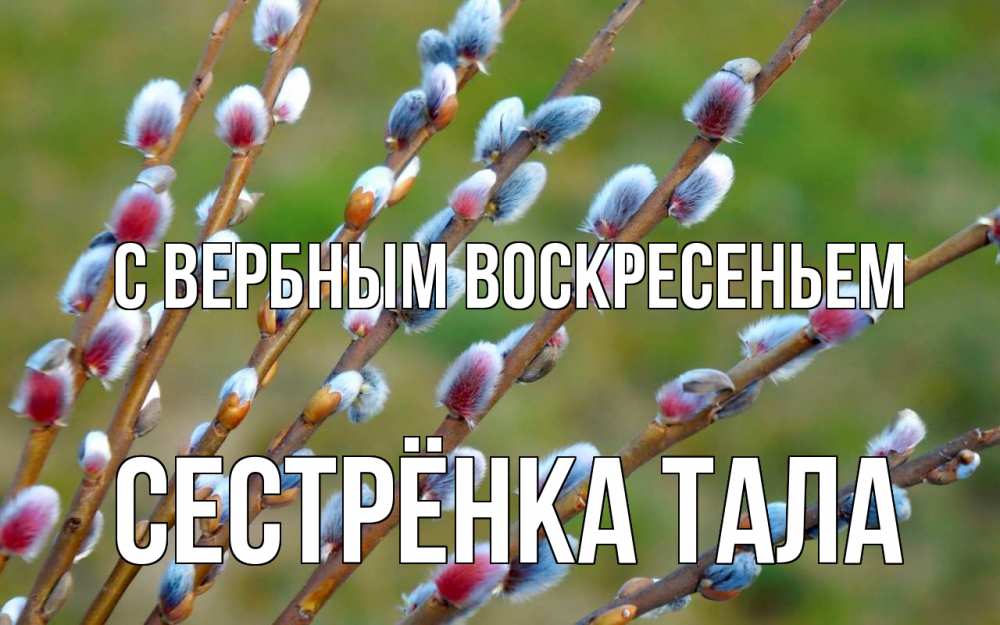 Открытка на каждый день с именем, Сестрёнка-Тала С вербным воскресеньем верба Прикольная открытка с пожеланием онлайн скачать бесплатно 