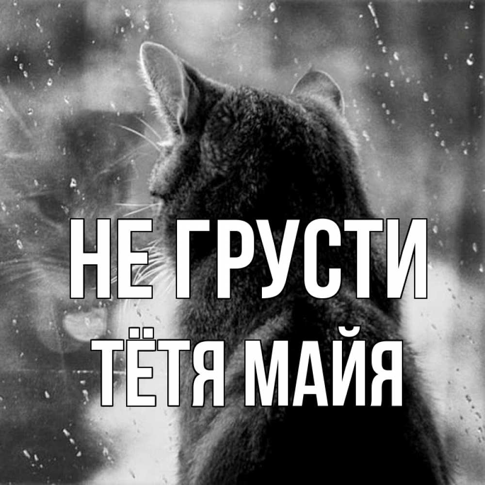 Открытка на каждый день с именем, Тётя-Майя Не грусти отражение кота 1 Прикольная открытка с пожеланием онлайн скачать бесплатно 