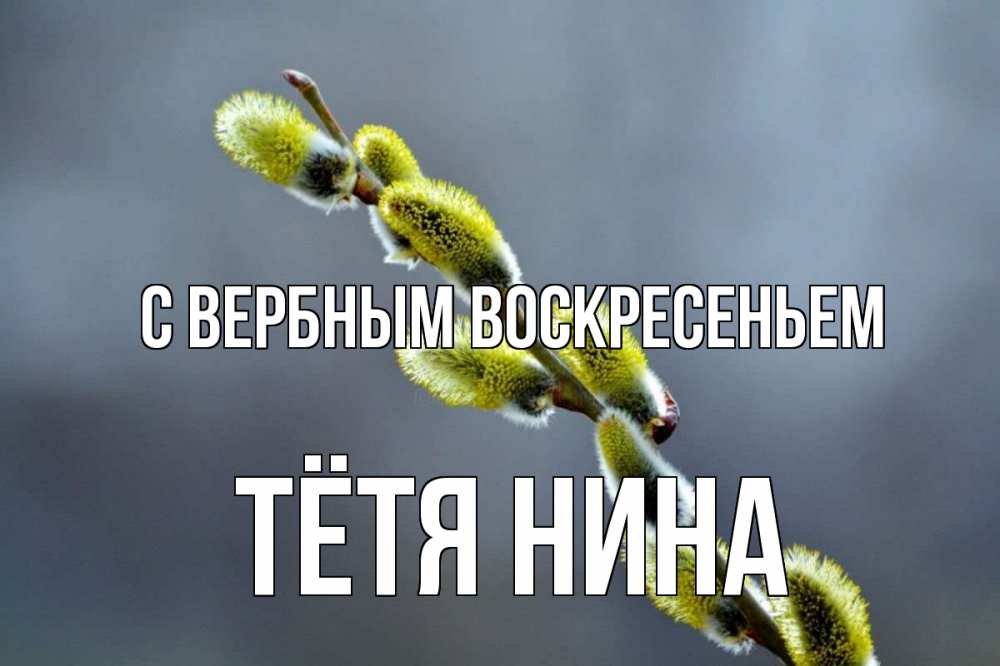 Открытка на каждый день с именем, Тётя-Нина С вербным воскресеньем верба Прикольная открытка с пожеланием онлайн скачать бесплатно 