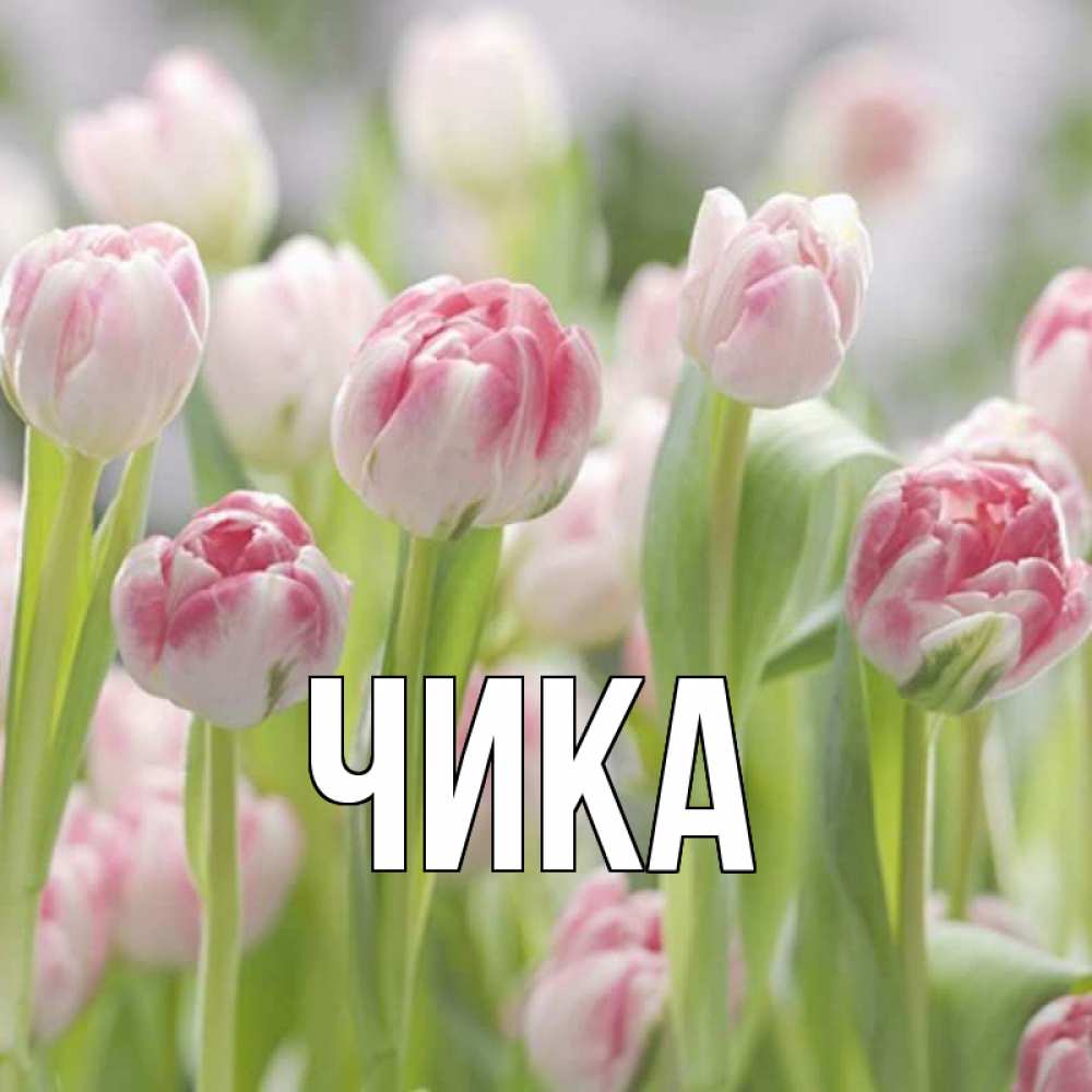 Открытка на каждый день с именем, Чика Главная цветы Прикольная открытка с пожеланием онлайн скачать бесплатно 