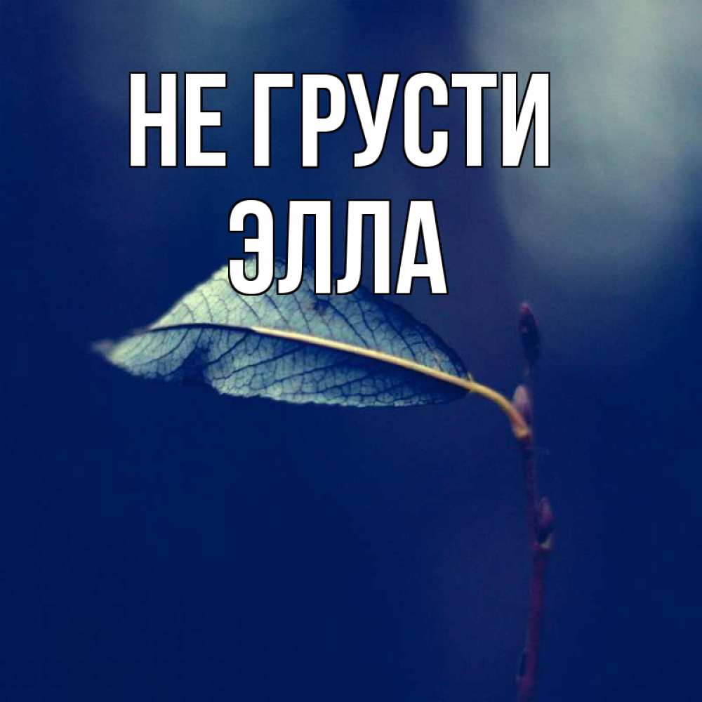 Открытка на каждый день с именем, Элла Не грусти растение Прикольная открытка с пожеланием онлайн скачать бесплатно 