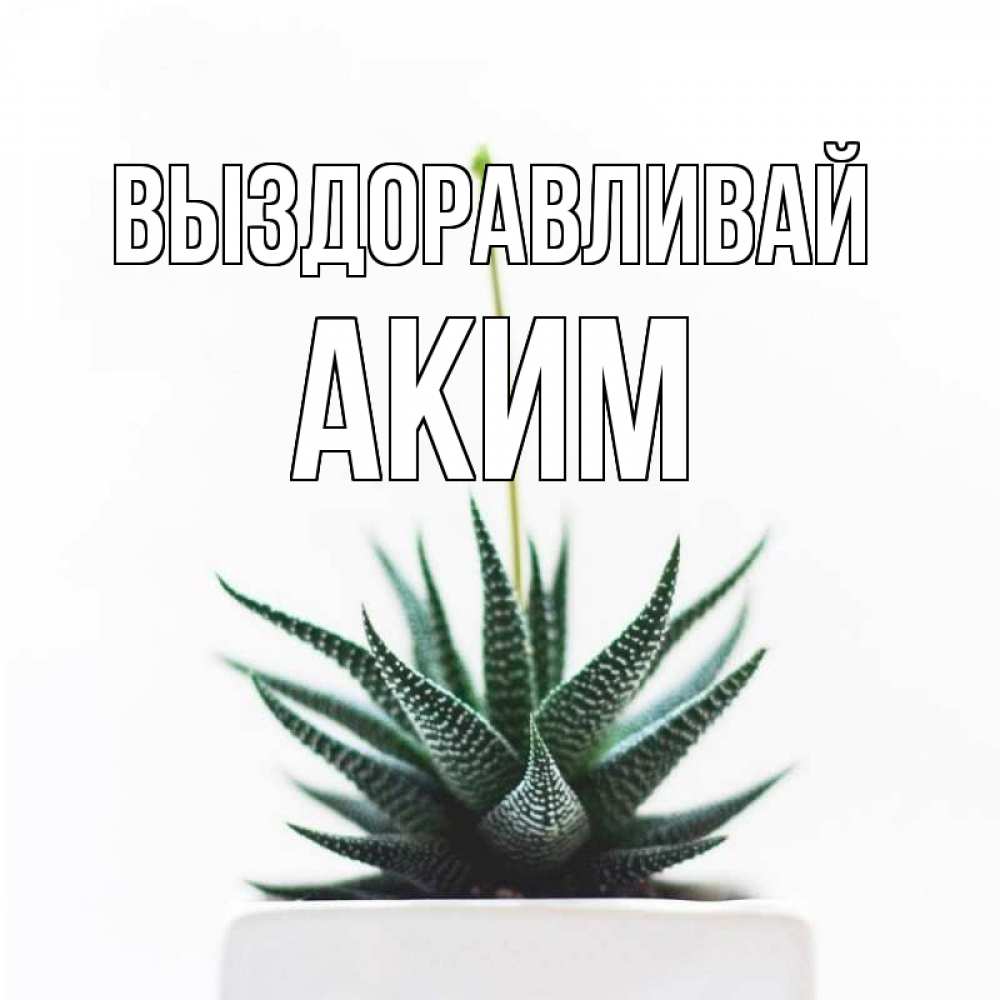 Открытка на каждый день с именем, Аким Выздоравливай короче это непонятная колючка Прикольная открытка с пожеланием онлайн скачать бесплатно 