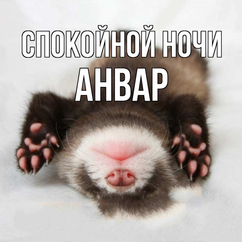 Открытка на каждый день с именем, Анвар Спокойной ночи зверек Прикольная открытка с пожеланием онлайн скачать бесплатно 