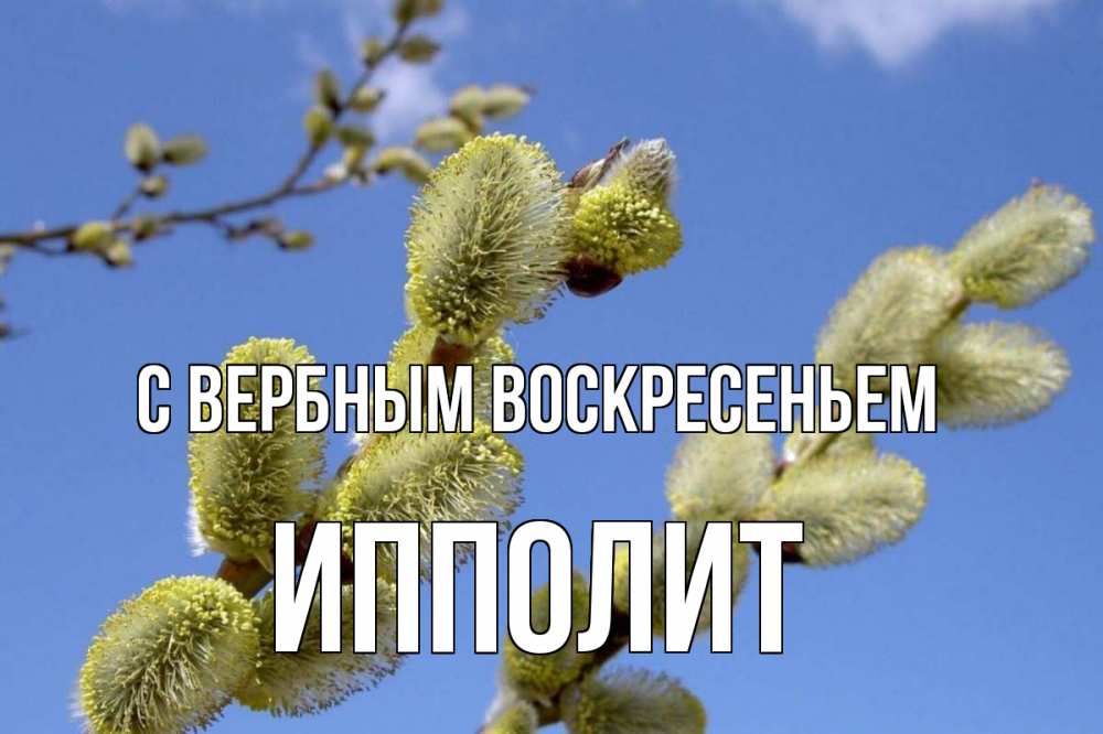 Открытка на каждый день с именем, Ипполит С вербным воскресеньем верба Прикольная открытка с пожеланием онлайн скачать бесплатно 