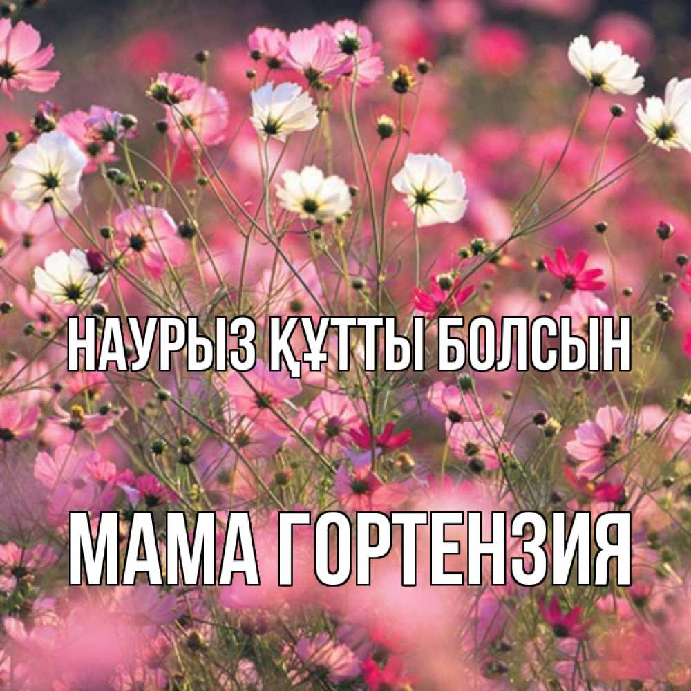 Открытка на каждый день с именем, Мама-Гортензия Наурыз құтты болсын красиво 1 Прикольная открытка с пожеланием онлайн скачать бесплатно 