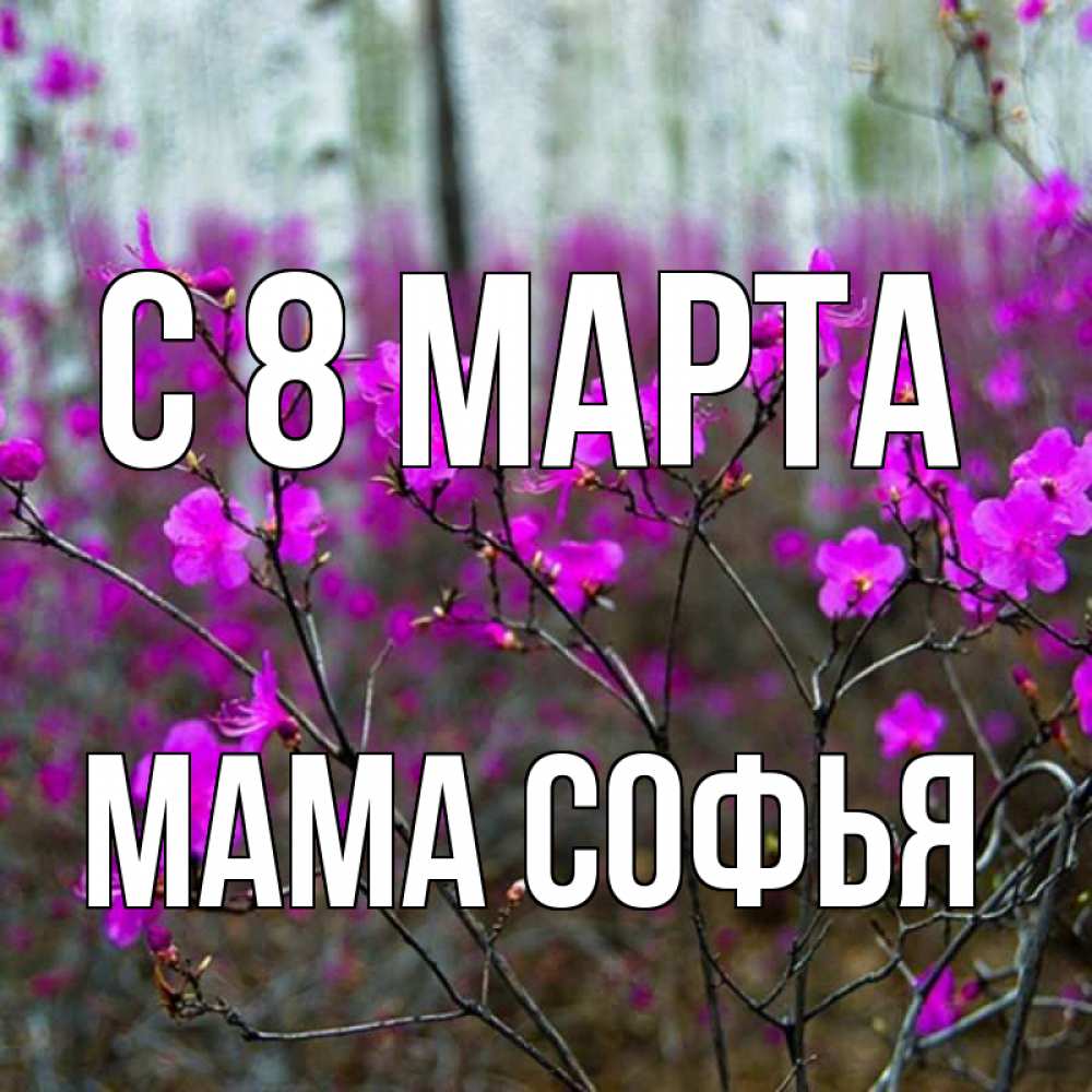 Открытка на каждый день с именем, Мама-Софья С 8 МАРТА дикие цветы Прикольная открытка с пожеланием онлайн скачать бесплатно 