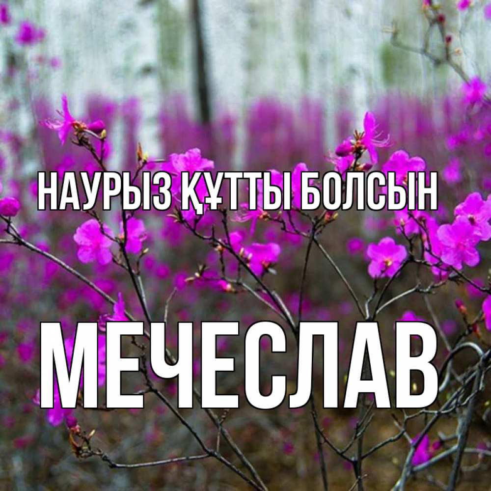 Открытка на каждый день с именем, Мечеслав Наурыз құтты болсын дикие цветы Прикольная открытка с пожеланием онлайн скачать бесплатно 