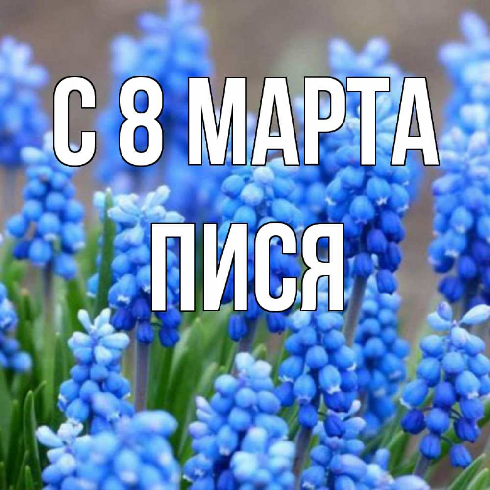 Открытка на каждый день с именем, Пися С 8 марта Поздравительная открытка для женщин с цветами на праздничную дату Прикольная открытка с пожеланием онлайн скачать бесплатно 