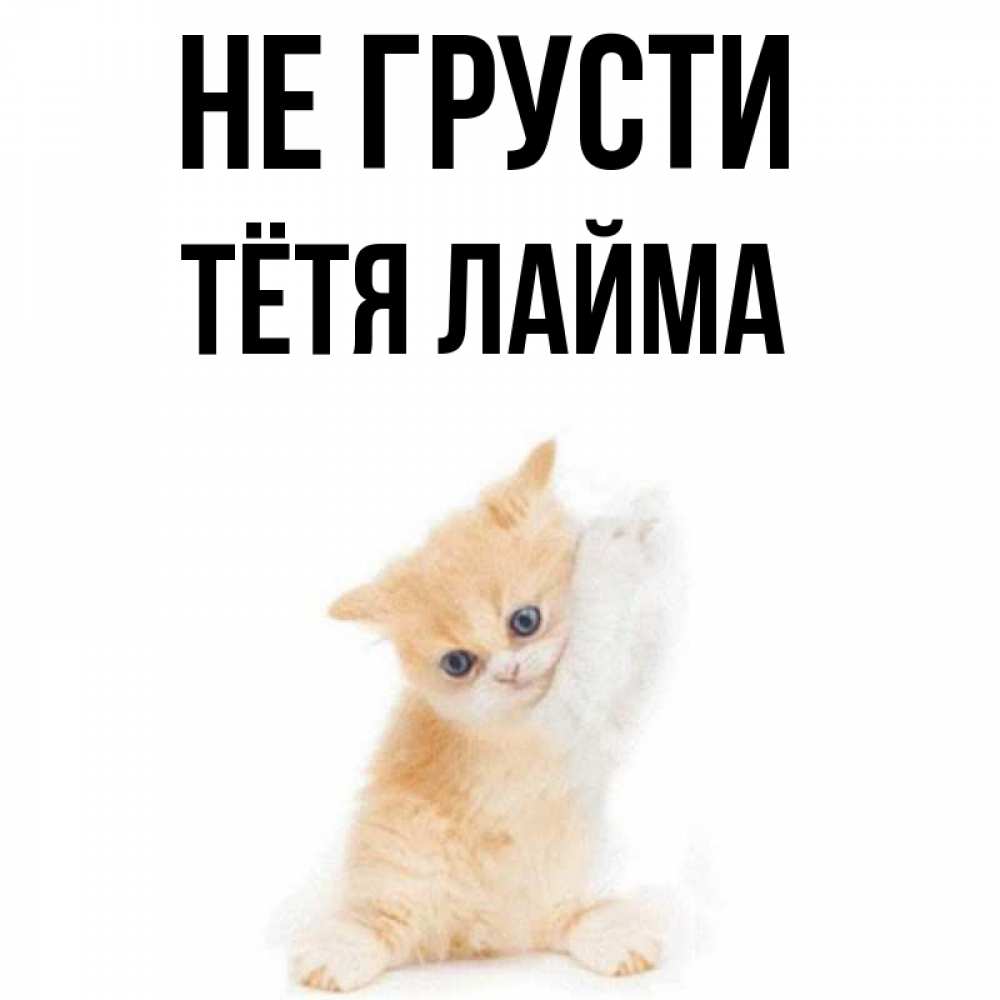 Открытка на каждый день с именем, Тётя-Лайма Не грусти просящий кот Прикольная открытка с пожеланием онлайн скачать бесплатно 