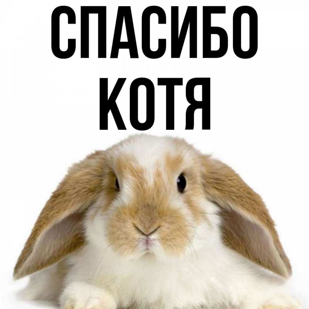 Котя мой картинка