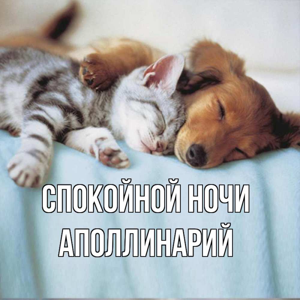 Открытка на каждый день с именем, Аполлинарий Спокойной ночи с животными Прикольная открытка с пожеланием онлайн скачать бесплатно 