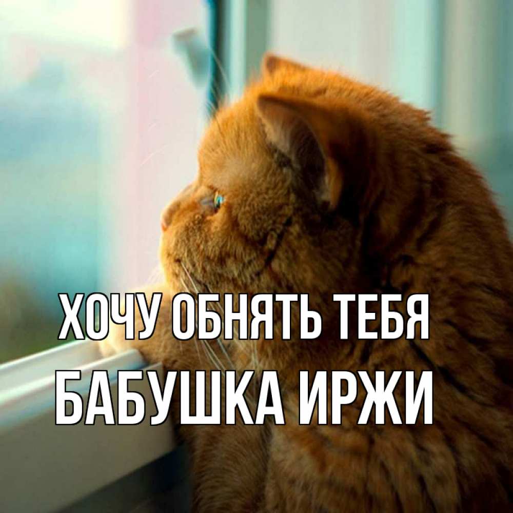 Открытка на каждый день с именем, Бабушка-Иржи Хочу обнять тебя большой огромный рыжий котяра Прикольная открытка с пожеланием онлайн скачать бесплатно 