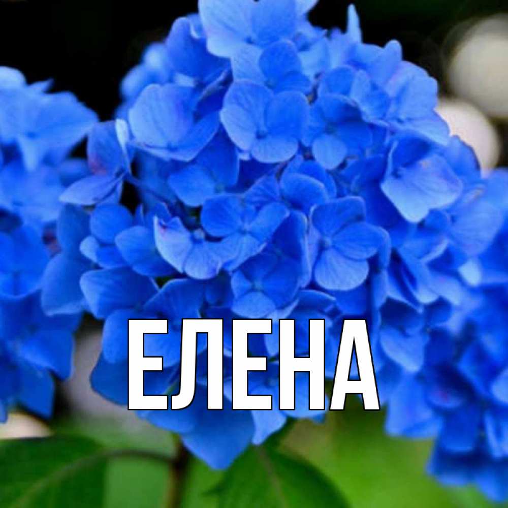 Открытка на каждый день с именем, Елена Главная синие цветы Прикольная открытка с пожеланием онлайн скачать бесплатно 