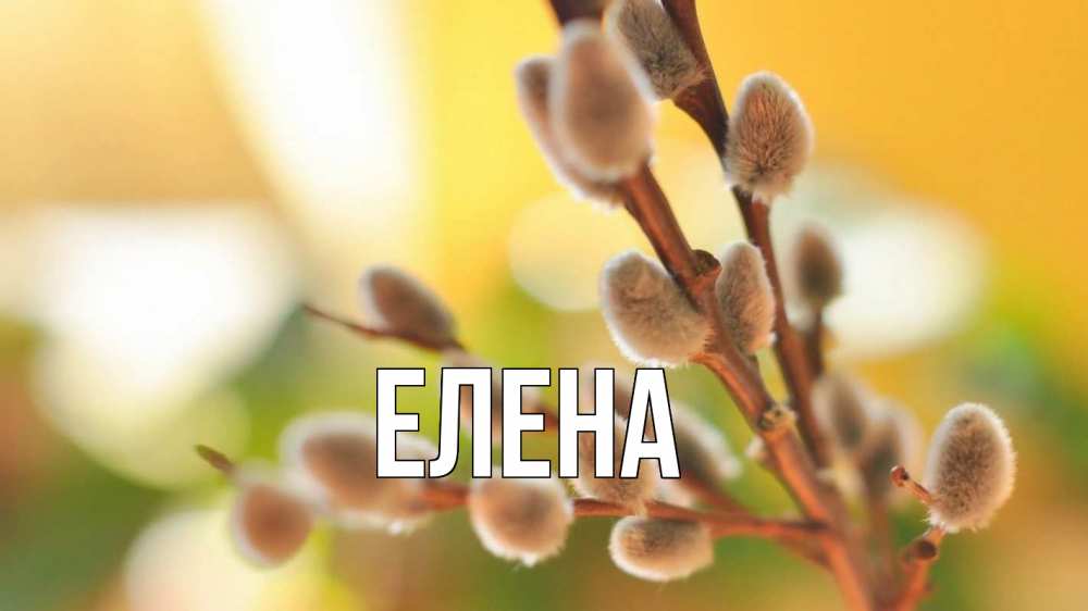 Открытка на каждый день с именем, Елена Главная верба 1 Прикольная открытка с пожеланием онлайн скачать бесплатно 
