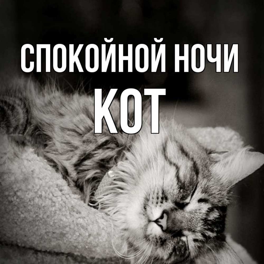 Открытка на каждый день с именем, Кот Спокойной ночи котярик пушистый Прикольная открытка с пожеланием онлайн скачать бесплатно 