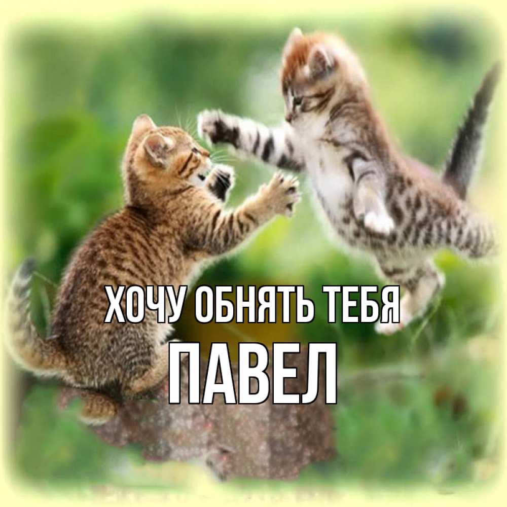 Открытка на каждый день с именем, Павел Хочу обнять тебя игры котят Прикольная открытка с пожеланием онлайн скачать бесплатно 