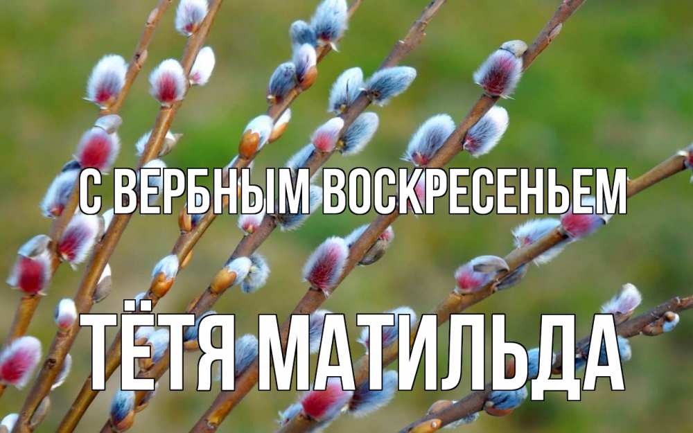 Открытка на каждый день с именем, Тётя-Матильда С вербным воскресеньем верба Прикольная открытка с пожеланием онлайн скачать бесплатно 