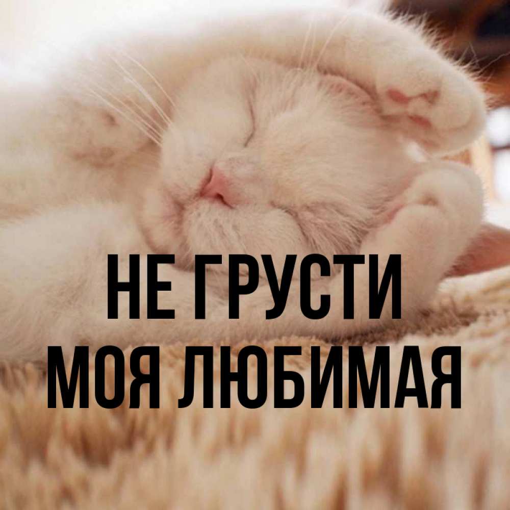 
Котик Не Грусти Картинки