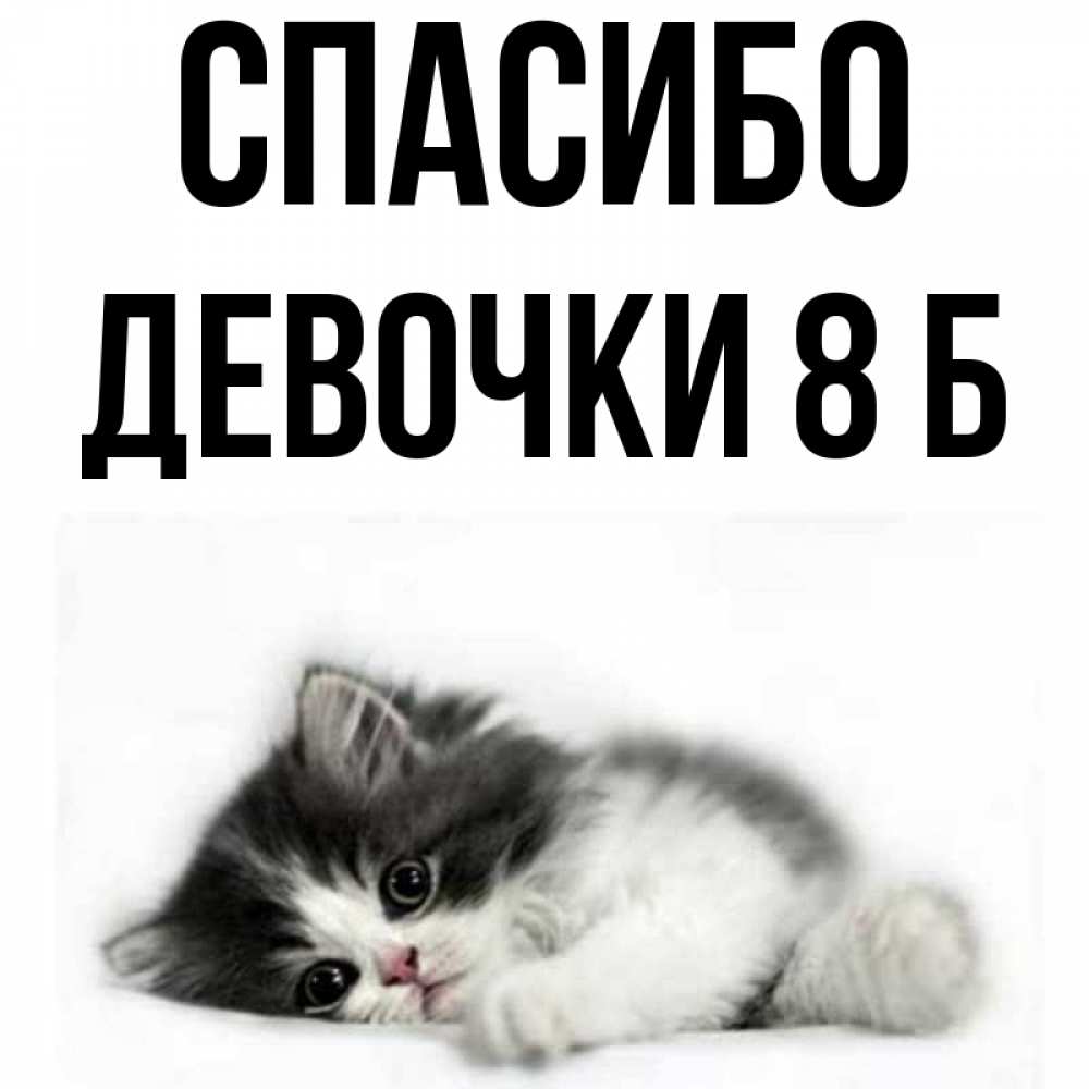 Открытка на каждый день с именем, Девочки-8-б Спасибо черный и белый кот Прикольная открытка с пожеланием онлайн скачать бесплатно 