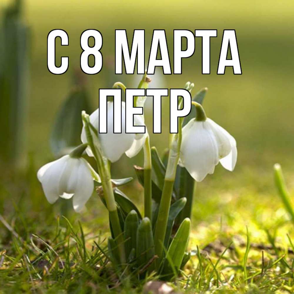 Открытка на каждый день с именем, Петр С 8 МАРТА ранние цветы 2 Прикольная открытка с пожеланием онлайн скачать бесплатно 
