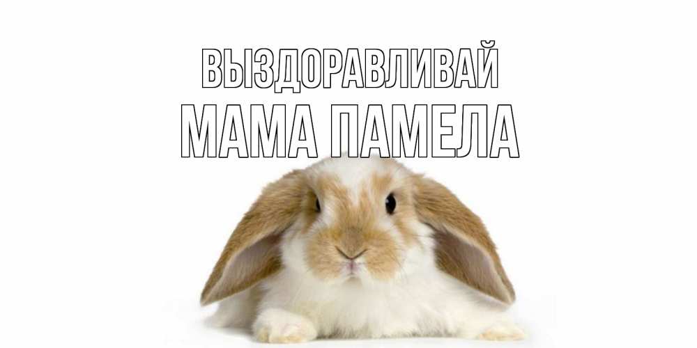 Открытка на каждый день с именем, Мама-Памела Выздоравливай вислоухий кролик белого и коричневого цвета Прикольная открытка с пожеланием онлайн скачать бесплатно 