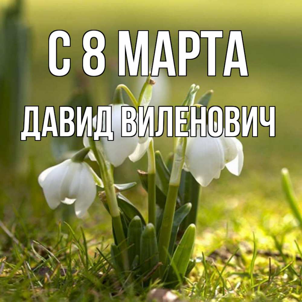 Открытка на каждый день с именем, Давид-Виленович С 8 марта ранние цветы 2 Прикольная открытка с пожеланием онлайн скачать бесплатно 