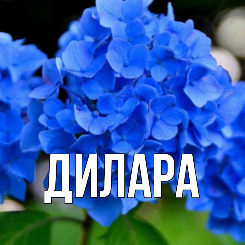 Открытка на каждый день с именем, Дилара Главная синие цветы Прикольная открытка с пожеланием онлайн скачать бесплатно 