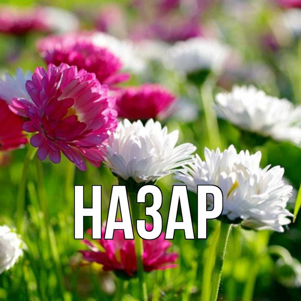 Открытка на каждый день с именем, Назар Главная праздник весны наурыз красота Прикольная открытка с пожеланием онлайн скачать бесплатно 