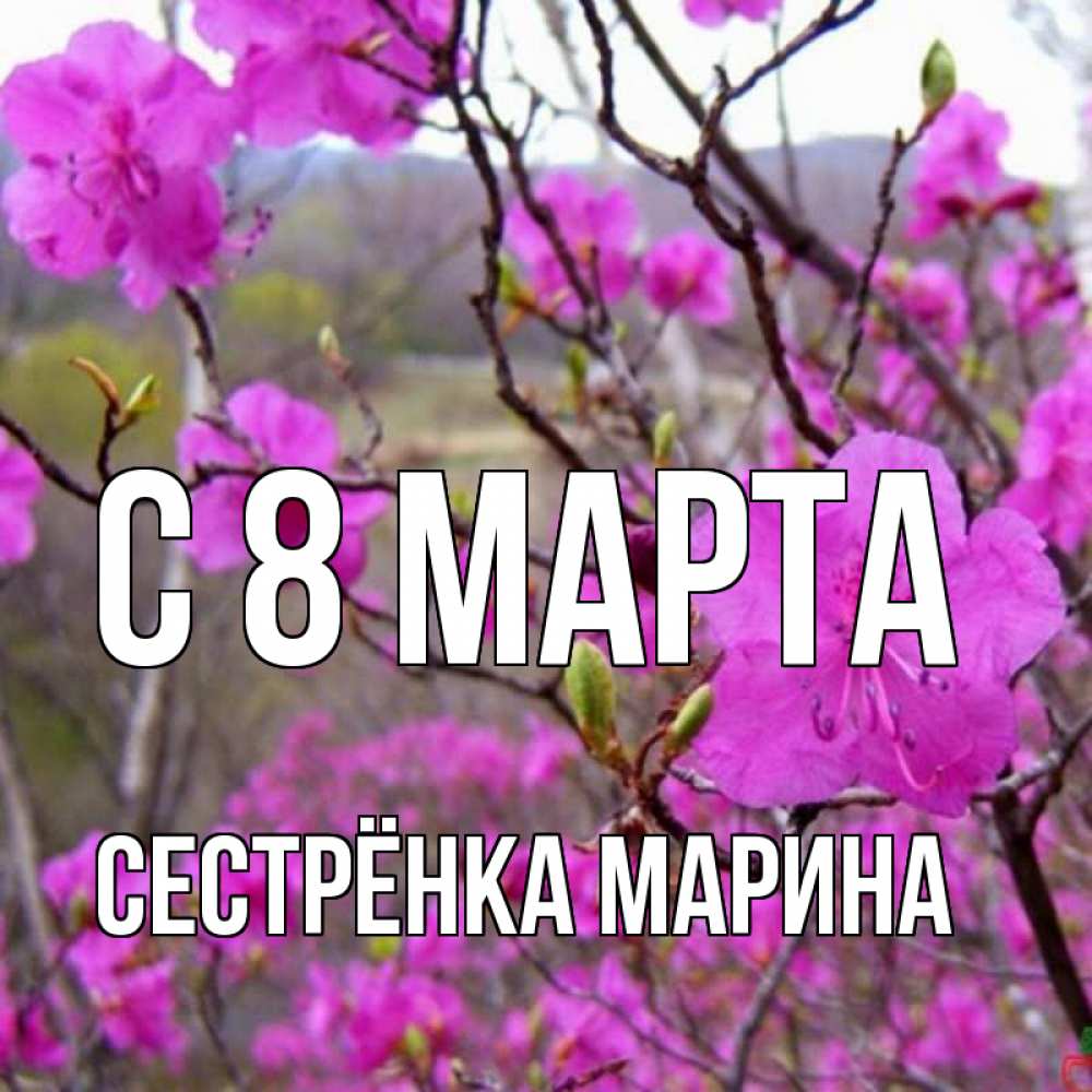 Открытка на каждый день с именем, Сестрёнка-Марина С 8 МАРТА международный женский день Прикольная открытка с пожеланием онлайн скачать бесплатно 