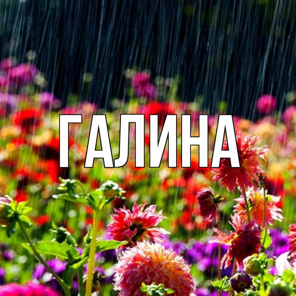 Открытка на каждый день с именем, Галина Главная цветы под дождиком к международному женскому дню Прикольная открытка с пожеланием онлайн скачать бесплатно 