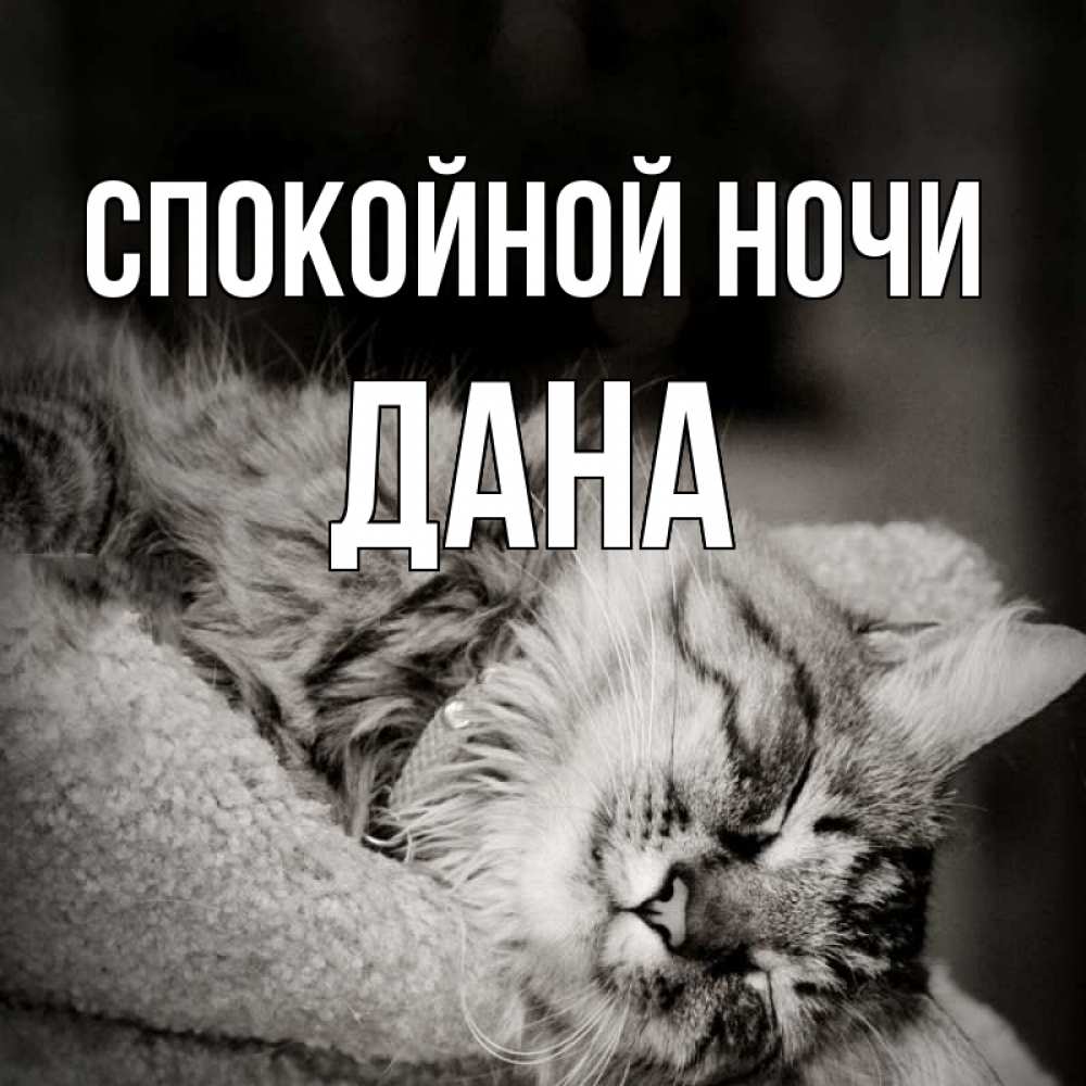 Открытка на каждый день с именем, Дана Спокойной ночи котярик пушистый Прикольная открытка с пожеланием онлайн скачать бесплатно 