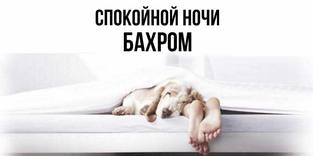 Открытка на каждый день с именем, БАХРОМ Спокойной ночи кровать с собакой пожелание сладких снов и спокойной ночи Прикольная открытка с пожеланием онлайн скачать бесплатно 