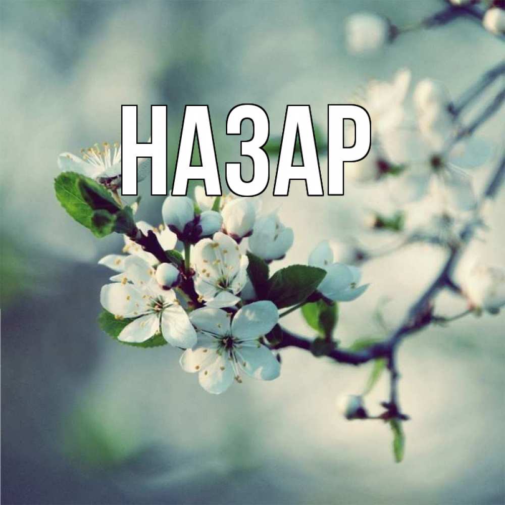 Открытка на каждый день с именем, Назар Главная яблоня в цвету 1 Прикольная открытка с пожеланием онлайн скачать бесплатно 