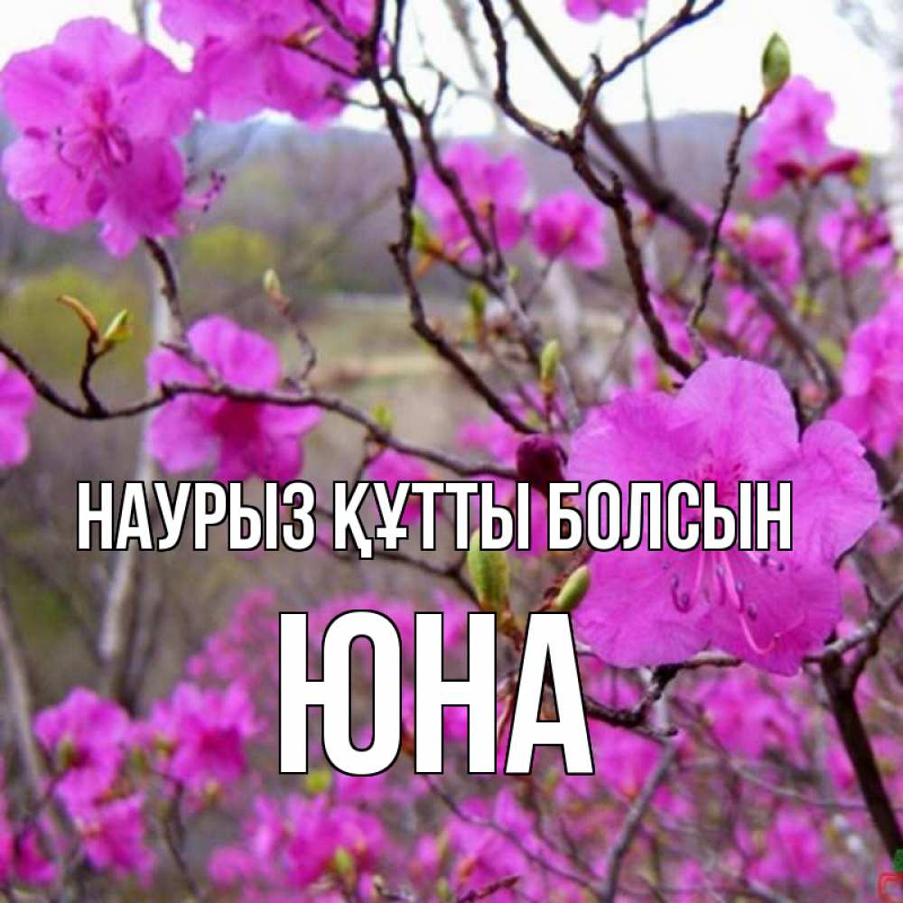 Открытка на каждый день с именем, Юна Наурыз құтты болсын наурыз мейрамы кутты болсын Прикольная открытка с пожеланием онлайн скачать бесплатно 